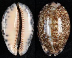 Mauritia arabica arabica