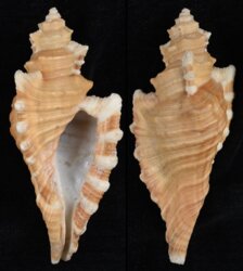 Cymatium femorale