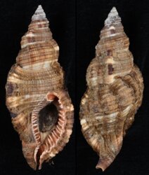 Cymatium pileare