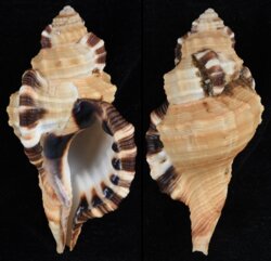 Cymatium grandimaculatum