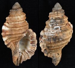 Cymatium parthenopeum