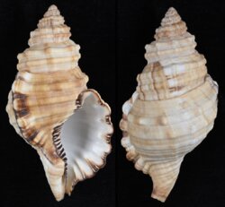 Cymatium parthenopeum