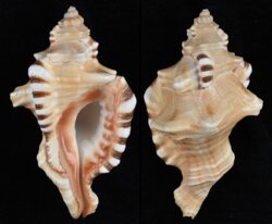 Cymatium perryi