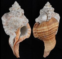 Cymbula perryi