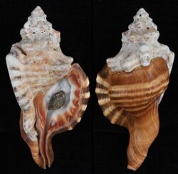 Cymatium perryi