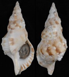 Charonia sauliae fma macilenta