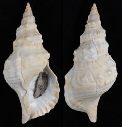 Charonia sauliae fma macilenta