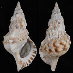 Charonia sauliae fma macilenta