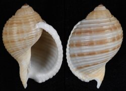 Tonna sulcosa
