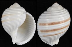 Tonna tetracotula