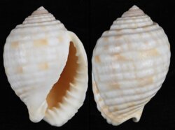 Malea pomum