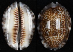 Mauritia depressa dispersa