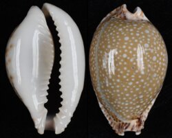 Naria lamarckii