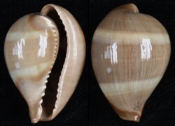 Erronea adusta persica