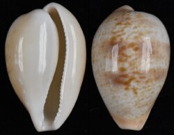 Schilderia achatidea inopinata