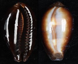 Erronea onyx