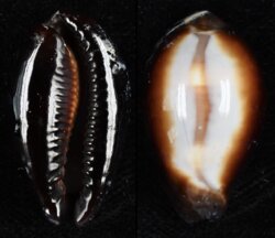 Erronea onyx