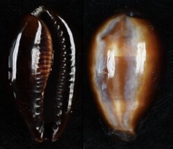 Erronea onyx