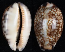 Mauritia grayana