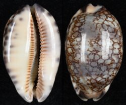 Mauritia grayana