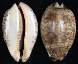 Mauritia grayana