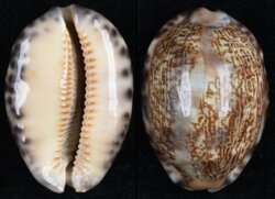 Mauritia gibba vandammei
