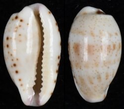 Purpuradusta hammondae raysummersi