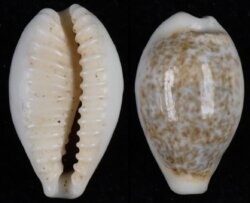 Eclogavena dayritiana