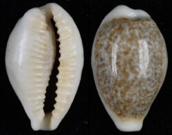 Eclogavena dayritiana