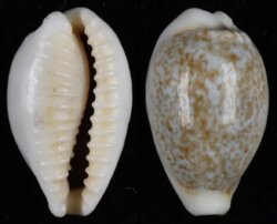 Eclogavena dayritiana