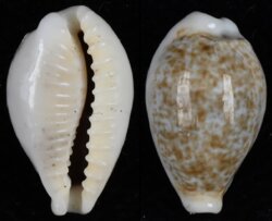 Eclogavena dayritiana