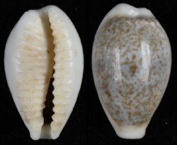 Eclogavena dayritiana