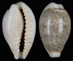 Eclogavena dayritiana