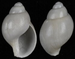 Liomesus ovum