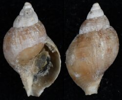 Buccinum cyaneum