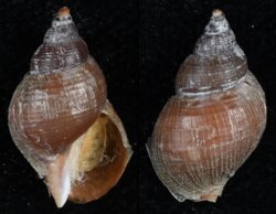 Buccinum cyaneum