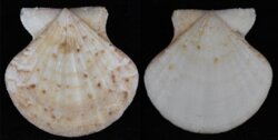 Chlamys flexuosa
