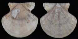 Chlamys flexuosa