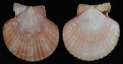 Aequipecten opercularis