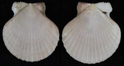 Aequipecten opercularis