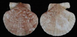 Aequipecten opercularis