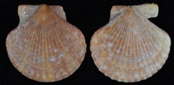 Aequipecten opercularis