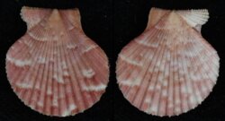 Aequipecten opercularis fma audouini