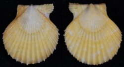 Aequipecten opercularis fma audouini