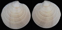 Dosinia exoleta