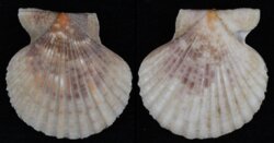Volachlamys cumingi
