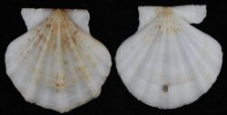 Proteopecten glaber