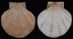 Pseudamusium peslutrae