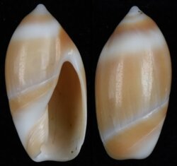 Ancilla albozonata