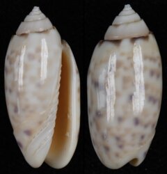 Oliva amethystina